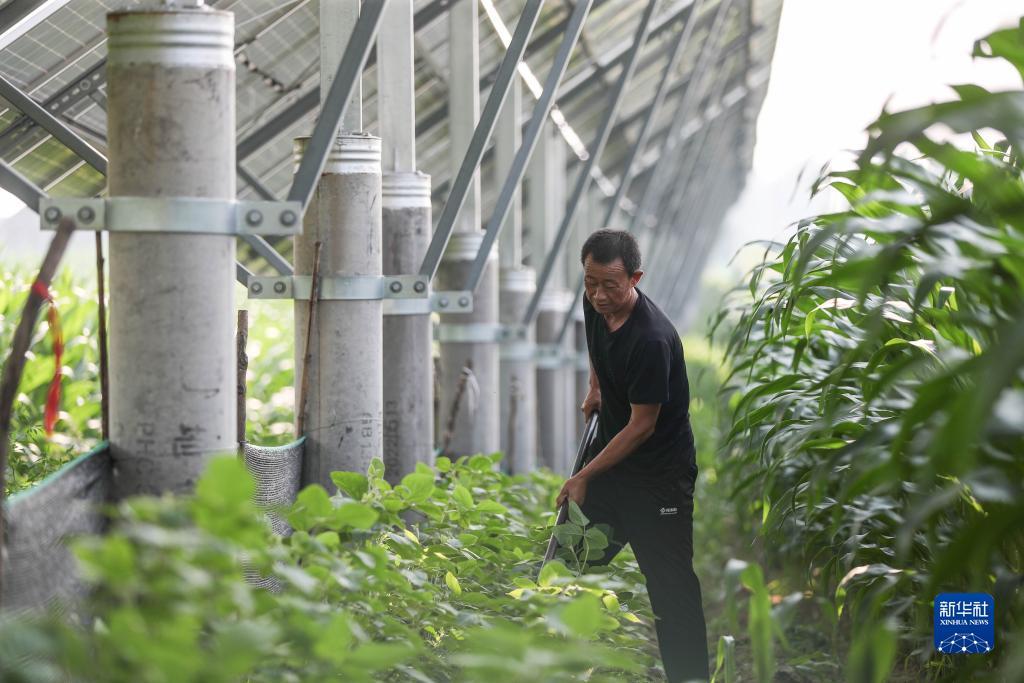 微信赌牛牛群